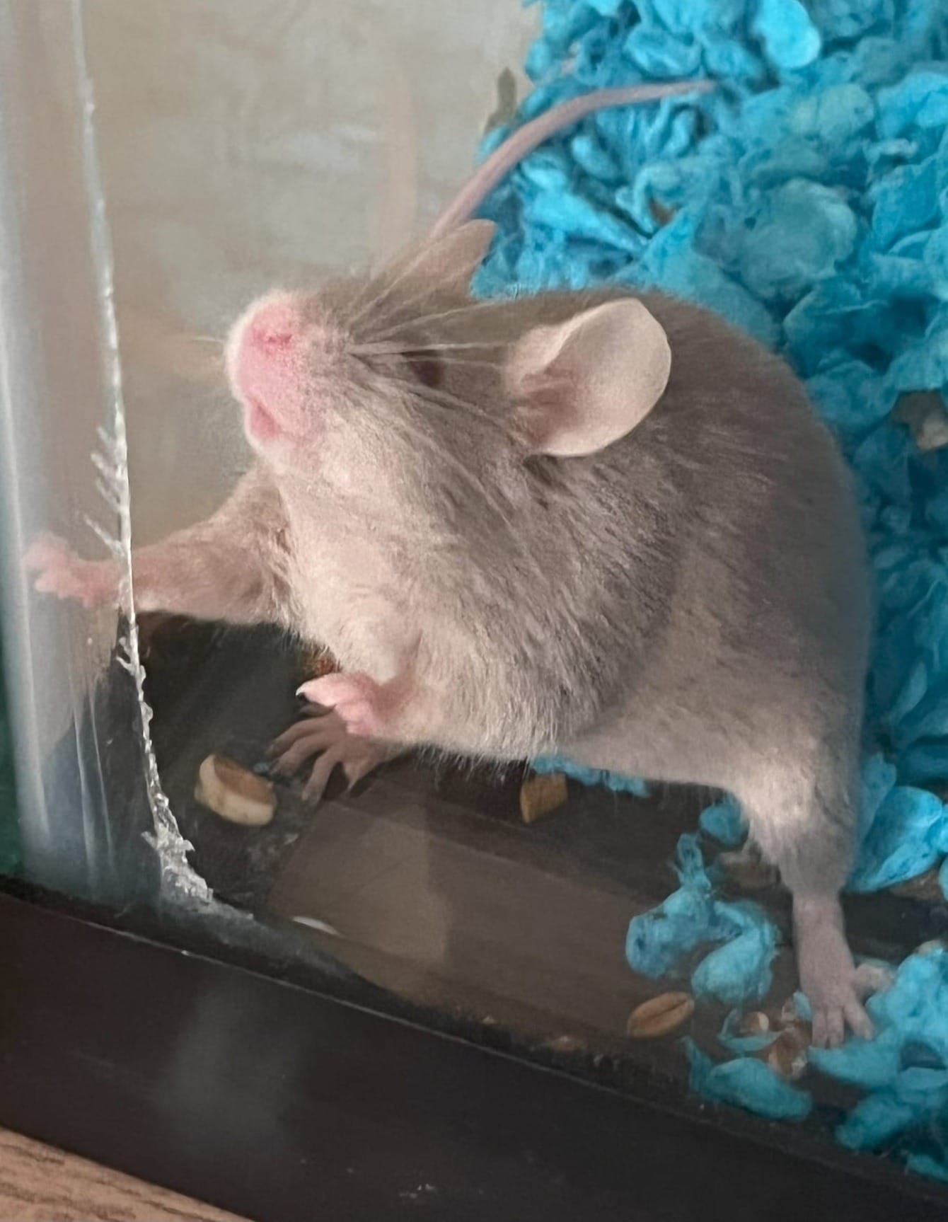 A tiny silver mouse in the corner of a glass tank with her paws on the glass looking very cute and soft