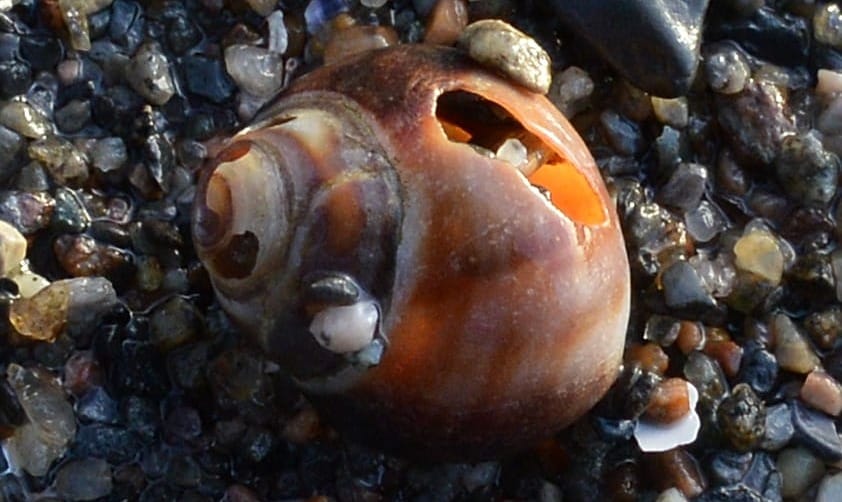 A periwinkle shell, no snail.