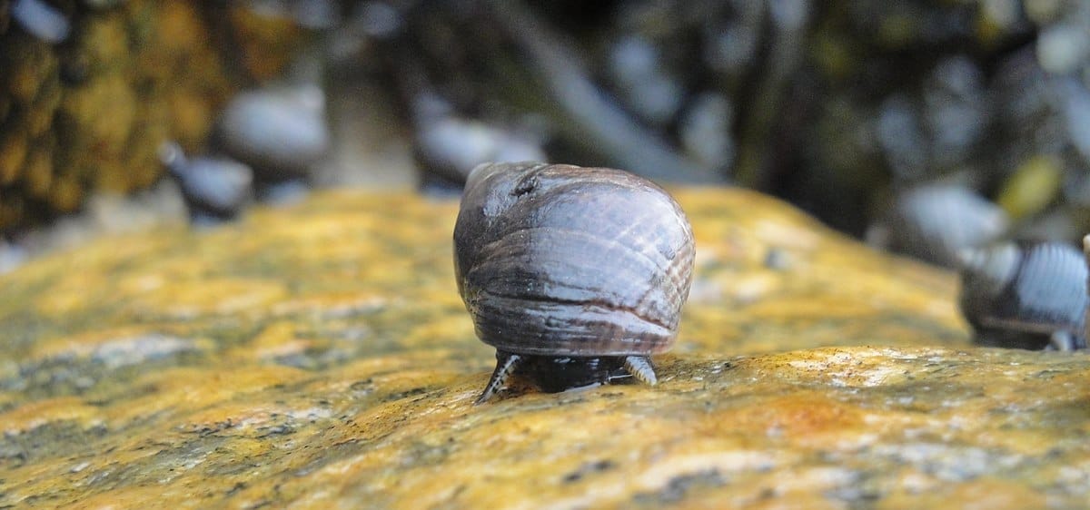 A periwinkle snail on a green rock.