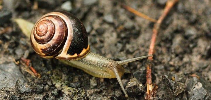 A snail crawling over some gravel.